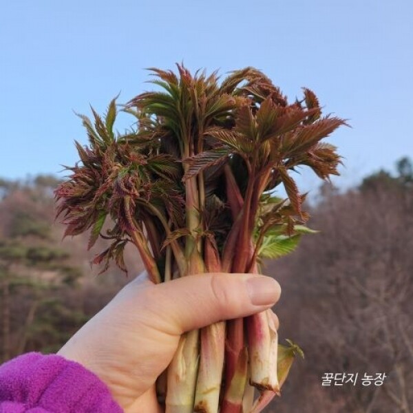 [예약판매]꿀단지 농장,국산,눈개승마,산나물1kg,삼나물,봄나물,제철,고랭지,해발700,봄나물,산지직송,부모님선물 산채, 강원도지사인증